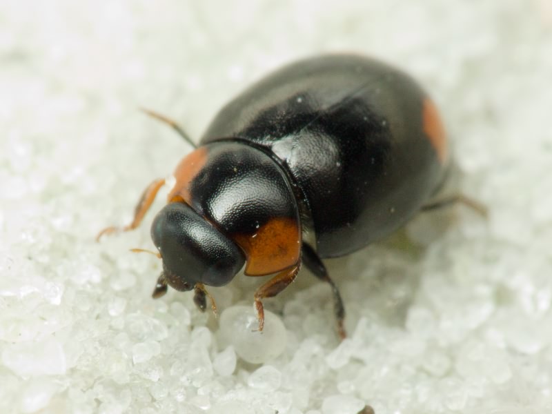 Hyperaspis reppensis (Herbst, 1783)